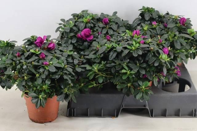 <h4>RHODO SI FLAMENCO</h4>