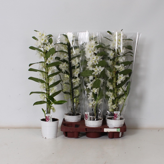 <h4>DEND NOBILE</h4>