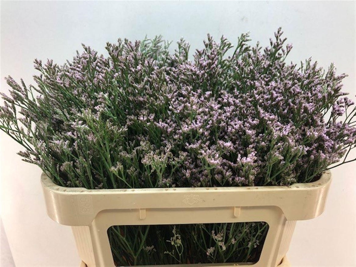 <h4>LIM MR SILVER PINK</h4>