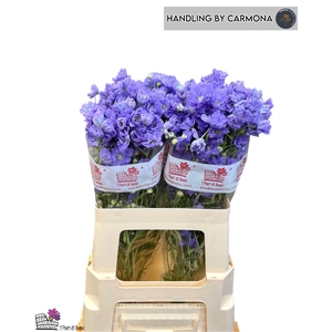 DELPH EN M LAVENDER