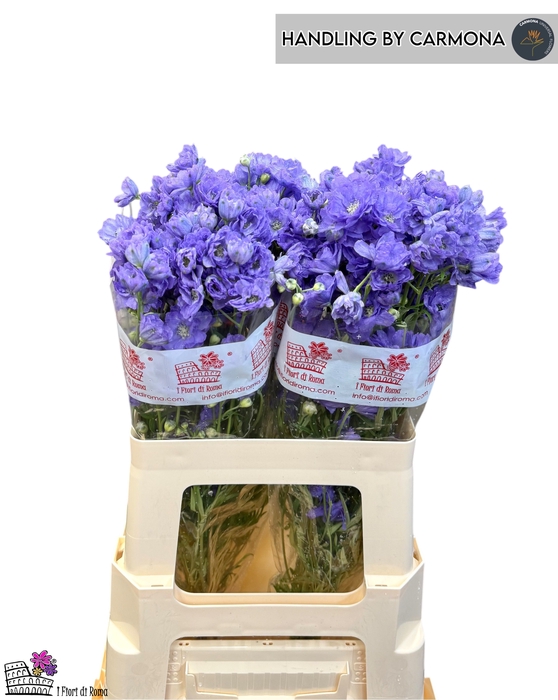 <h4>DELPH EN M LAVENDER</h4>