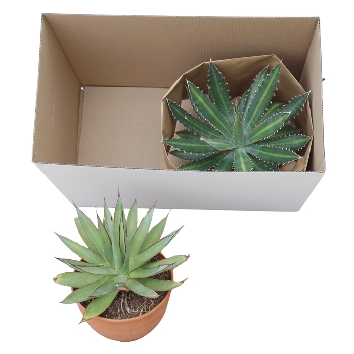 <h4>AGAVE OV</h4>
