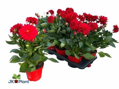 <h4>Dahlia Miscellaneous Grp Dahlinova Hypnotica Red</h4>