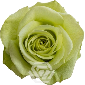 R GR GREEN ROMANCE