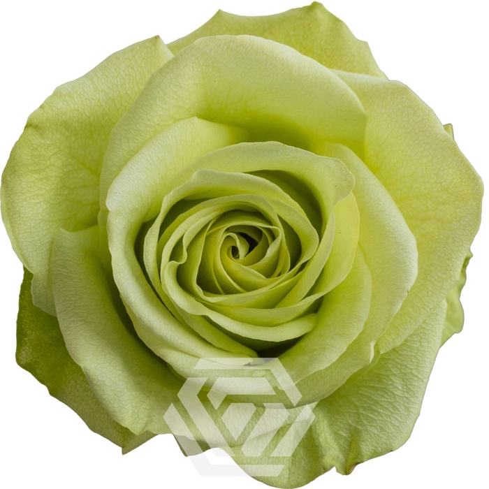 <h4>R GR GREEN ROMANCE Tessa</h4>
