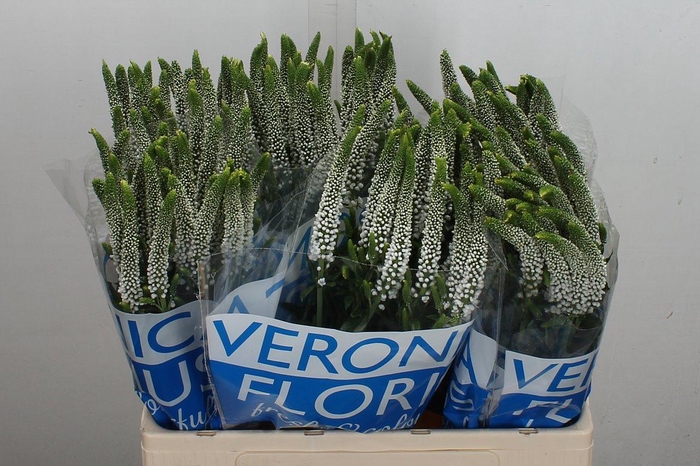 <h4>Veron Smart Caya</h4>