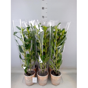 Dendrobium nob. 'StarCla Apollon'