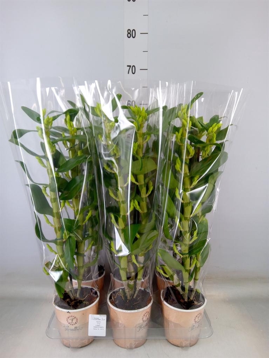 <h4>Dendrobium nob. 'StarCla Apollon'</h4>