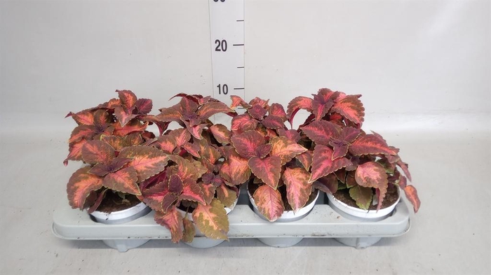 <h4>Plectranthus col.   ...</h4>