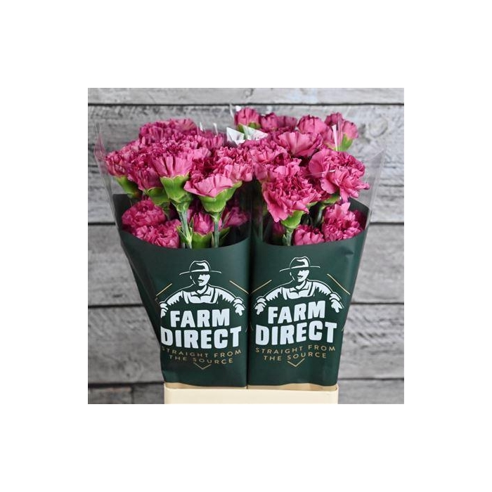 <h4>Di St Bernard</h4>