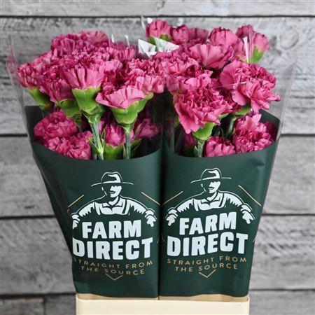 <h4>Di St Bernard</h4>