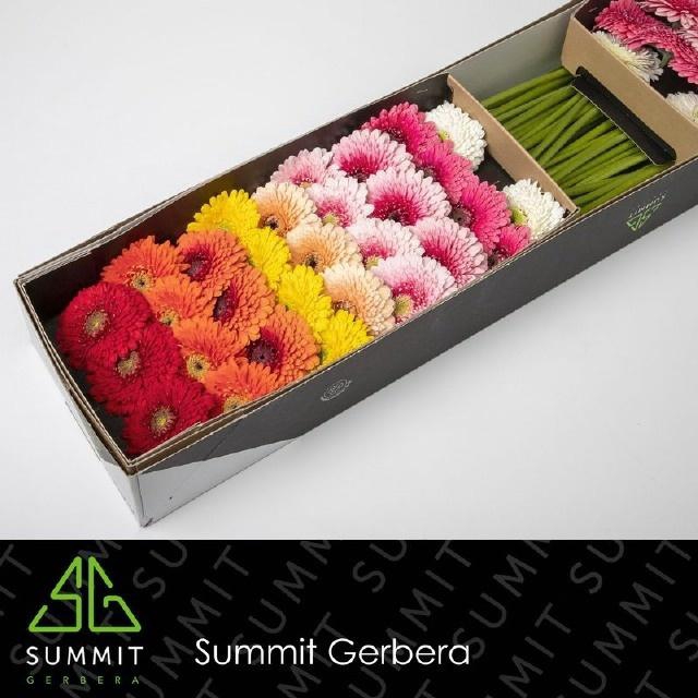 <h4>GE MB BOL RIJ GEM</h4>