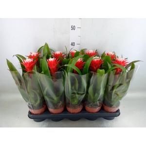 Guzmania  'Hope'