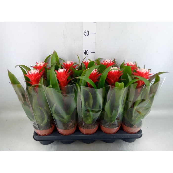 <h4>Guzmania  'Hope'</h4>