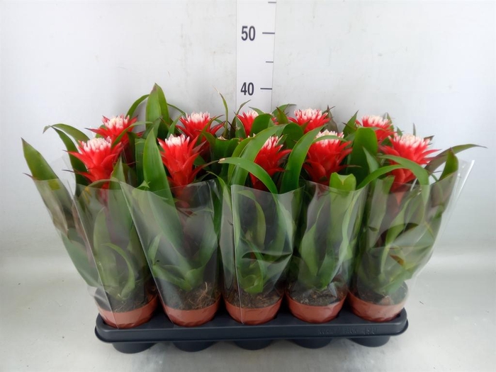 <h4>Guzmania  'Hope'</h4>