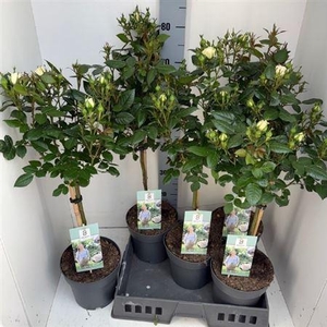 Rosa St Bright White