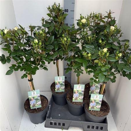 <h4>Rosa St Bright White</h4>