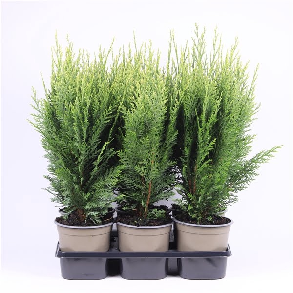 <h4>Chamaecyparis lawsoniana 'White Spot'</h4>