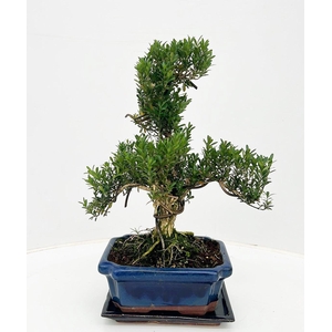 Buxus harlandii, 20 cm shape, with driptray
