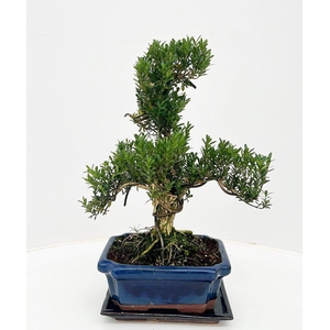 Buxus harlandii, 20 cm shape, with driptray