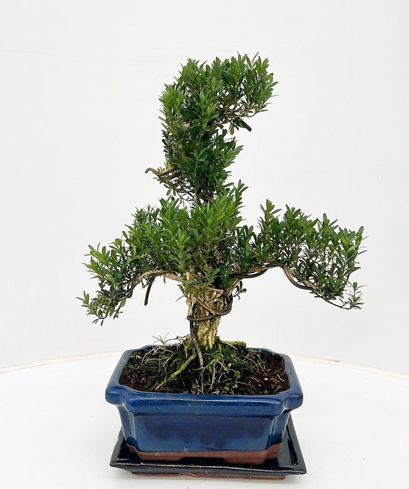 <h4>Buxus harlandii, 20 cm shape, with driptray</h4>