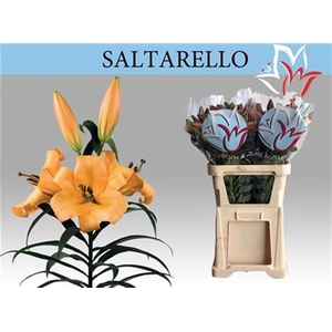 Li Ot Saltarello
