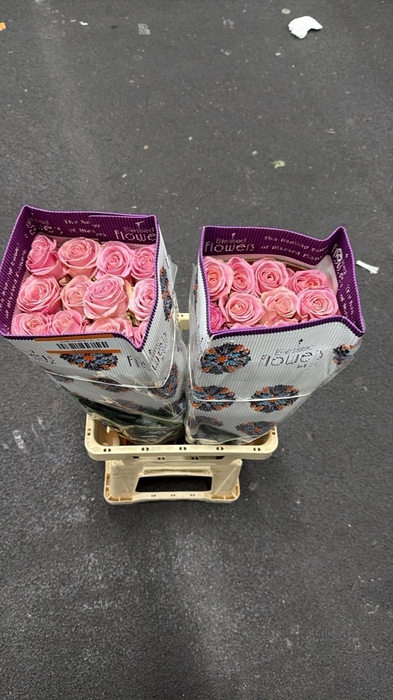 <h4>R GR HERMOSA+</h4>