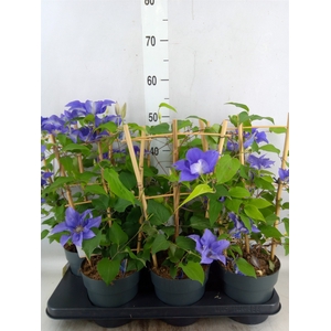 Clematis  'Boulevard'   ...