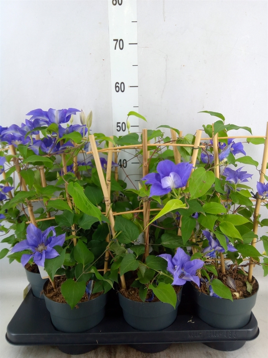 <h4>Clematis  'Boulevard'   ...</h4>