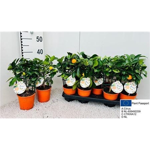 Citr Microcarpa 1 Fruits