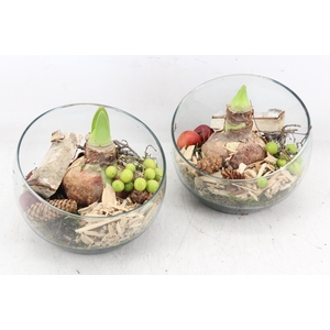 arr4 Amaryllis PL - Glas bol schuin x6