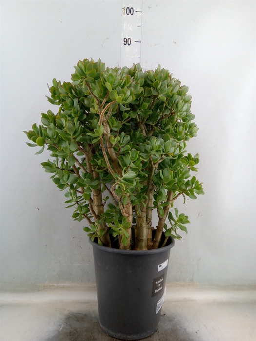 <h4>Crassula arborescens</h4>