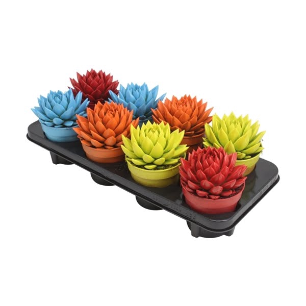 <h4>Echeveria coloured spring mix</h4>