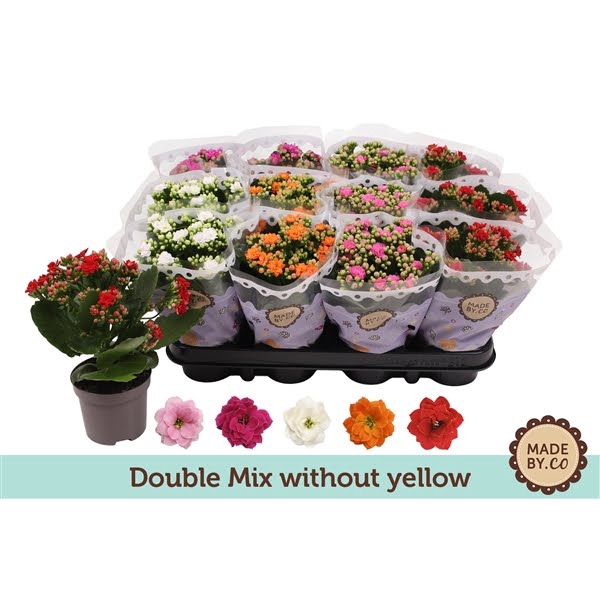 <h4>Kalanchoë Double Mix without yellow</h4>