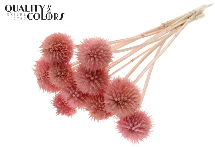 Lions Tail 10pc/bunch Light Pink