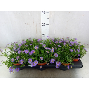 Brachycome  'Brasco Violet'