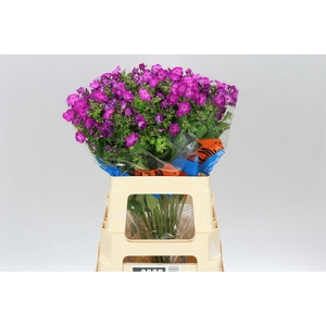 Phlox Sky Eyes