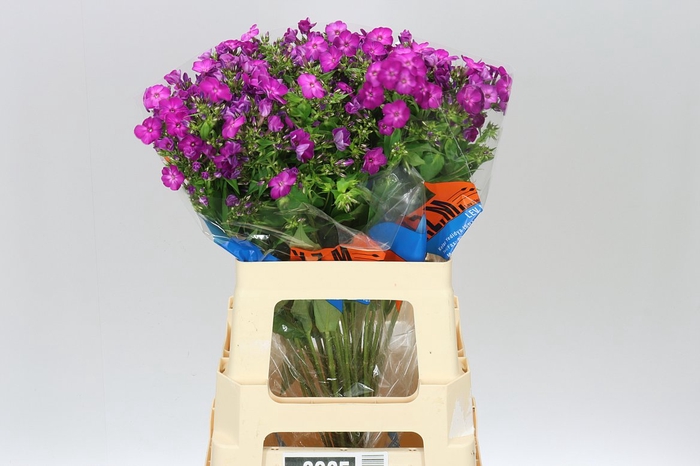 <h4>Phlox Sky Eyes</h4>