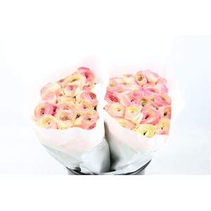 Ran Cloni Ex Felicidade