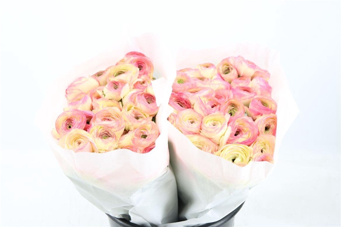 <h4>Ran Cloni Ex Felicidade</h4>