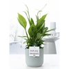 Spathiphyllum in P&PURE Sophie ceramics green