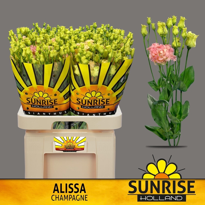 <h4>EUS G ALISSA CHAMPAG</h4>