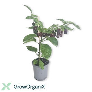 PEPER PLANTEN