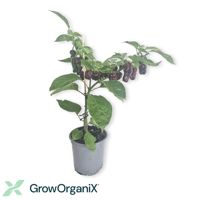 <h4>PEPER PLANTEN</h4>