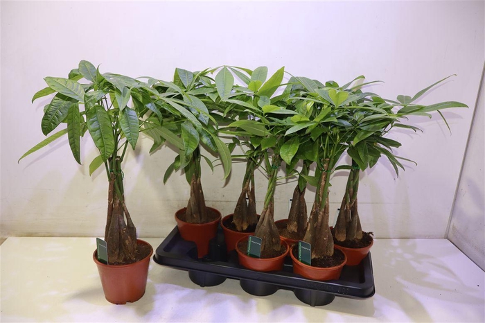 <h4>arr8 Pachira Aquatica</h4>