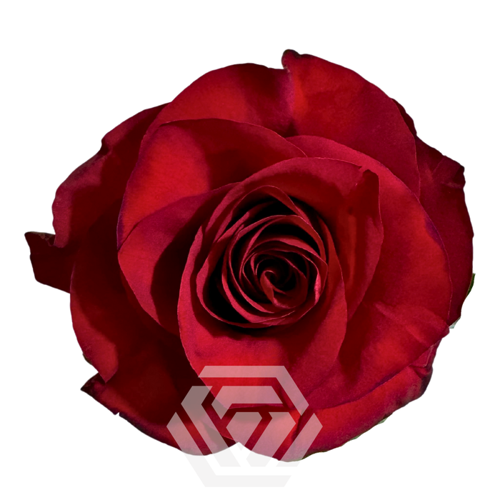 <h4>R GR MAMMA MIA Tessa</h4>