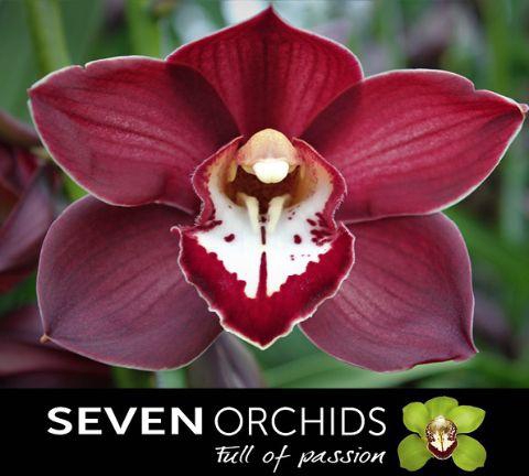 <h4>CYMB T PRIWINE</h4>