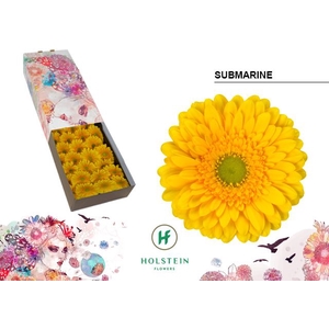 Gerbera Submarine Doos