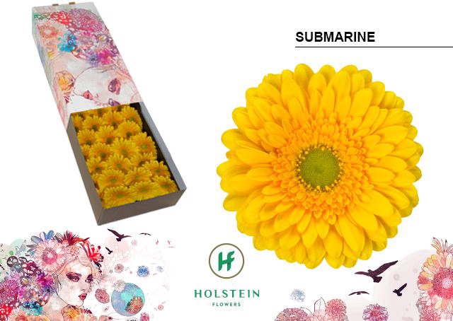 <h4>Gerbera Submarine Doos</h4>