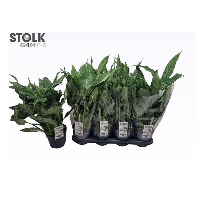 <h4>Spathiphyllum Diamond 14Ø 50cm</h4>